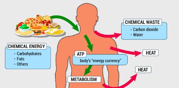 Weight Management | Designing Perfect Life