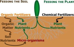 organic farming